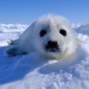 Meet your Posher, Cassius